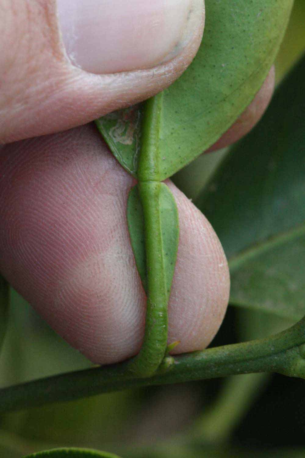              Petiole (Riverside, CA)       